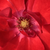 Rdeča - Vrtnice Floribunda - Paprika®